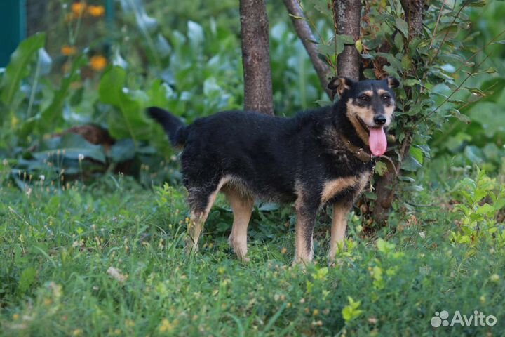 Собака Капля