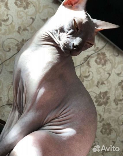 Донской сфинкс Тайсон