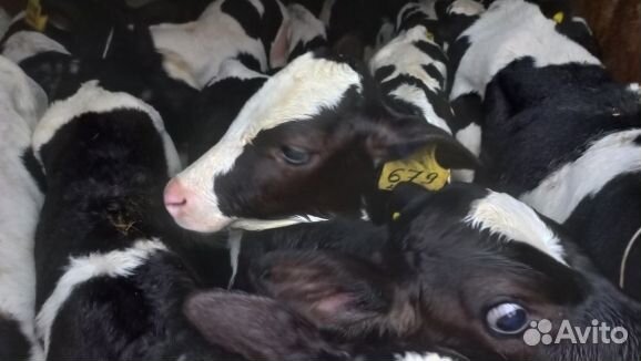 Бычки телята с выбором