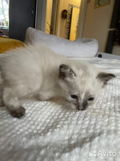 Продаю котят Меконгский бобтейл