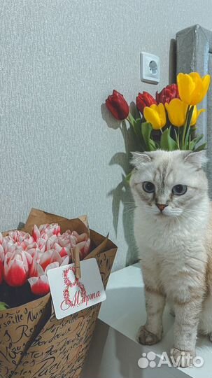 Котенок