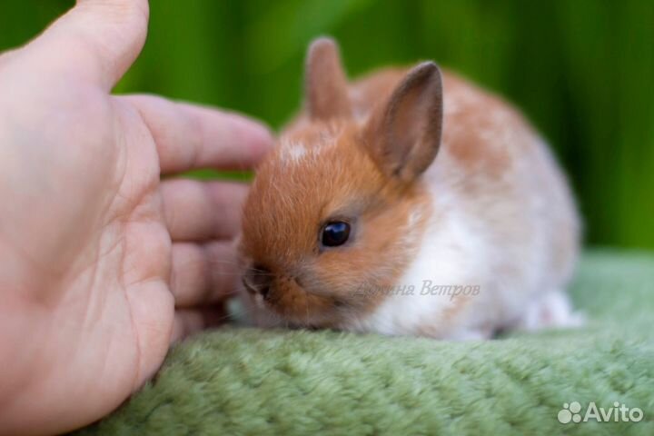 Кролик минор декоративный 200 грамм