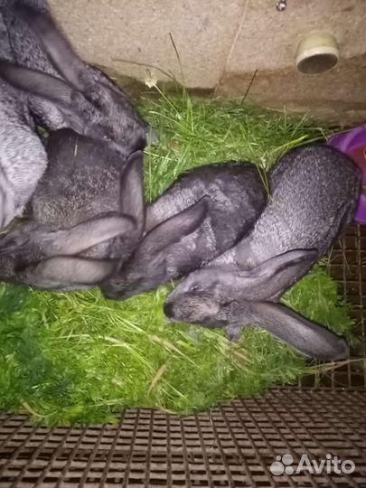 Продаются крольчата