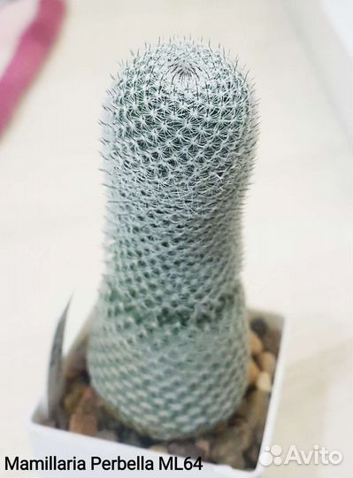 Кактусы редкие коллекционные