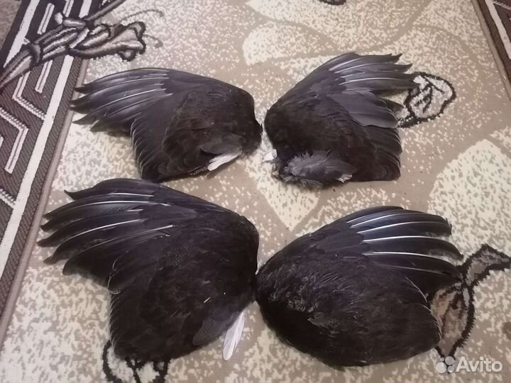 Крылья глухаря, притравка лаек игрушки для собак