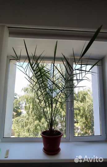 Продам финик