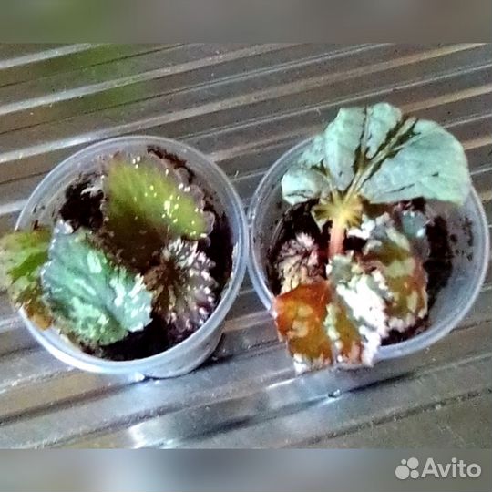 Пеперомия Рейндроп,бегония Ds лебедь