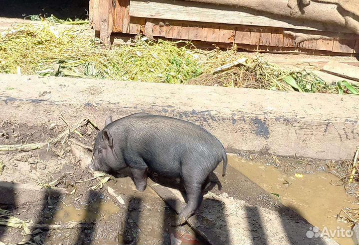 Вьетнамские вислобрюхие поросята