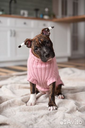 Свитера для собак