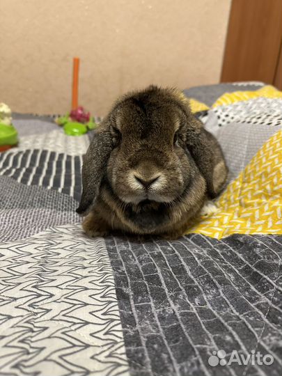 Кролик вислоухий