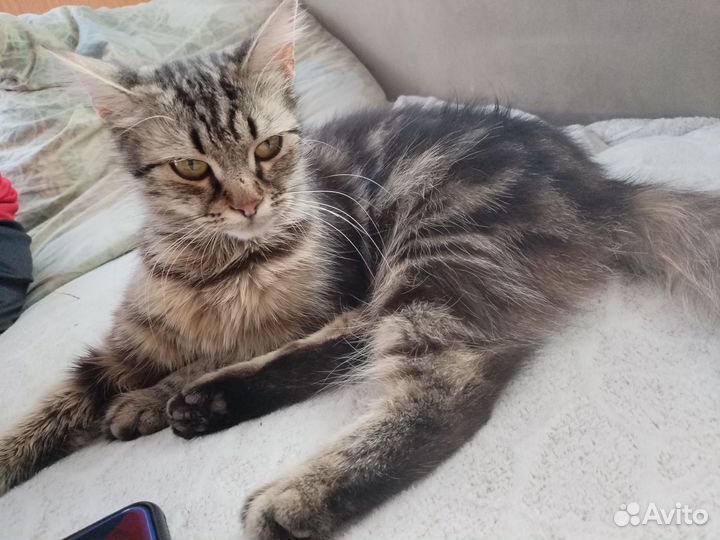 Кошка- подросток (М) девочка