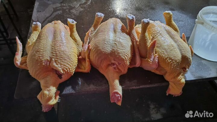 Тушки домашнего бройлера