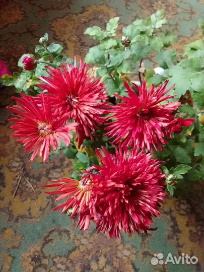 Хризантема