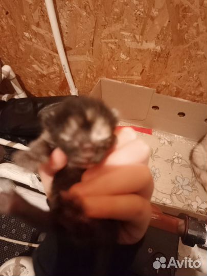 Кошка в добрые руки