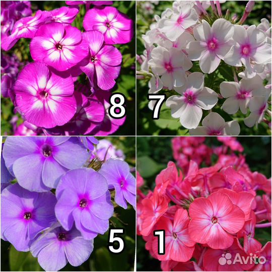 Флоксы многолетние саженцы растения