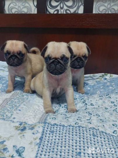 Щенки Мопса