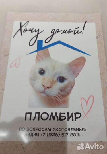 Котик ищет дом