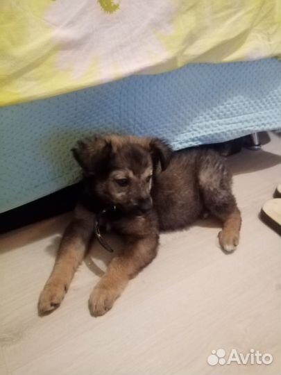 Щенок девочка в добрые руки