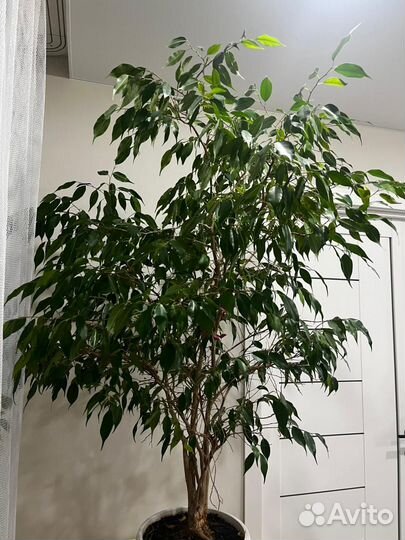 Фикус бенджамина большой