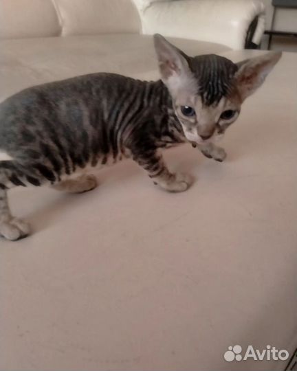 Донской сфинкс