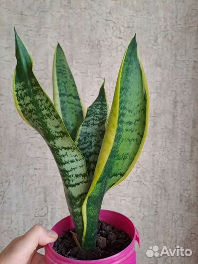 Сансевиерия