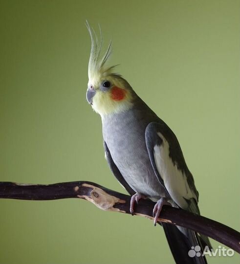 Попугай корелла с клеткой