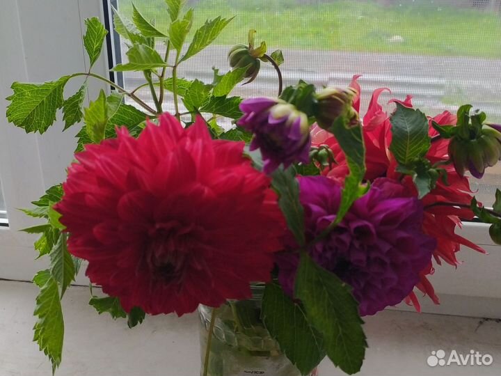 Букеты из георгинов