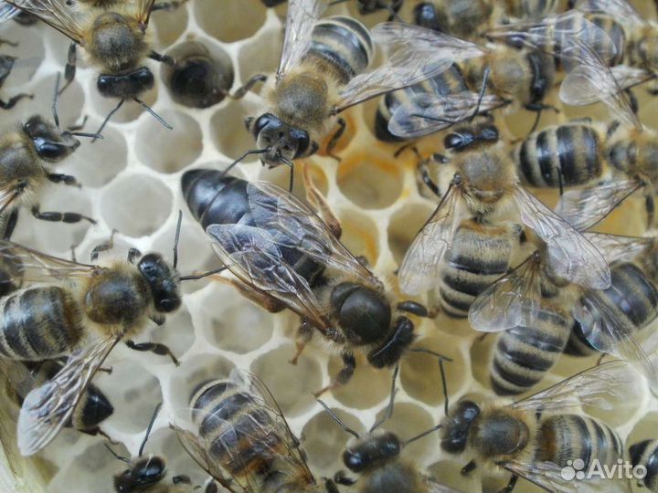 Пчеломатки