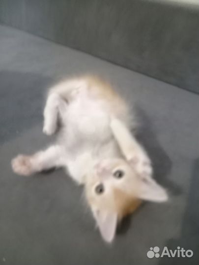 Кошки