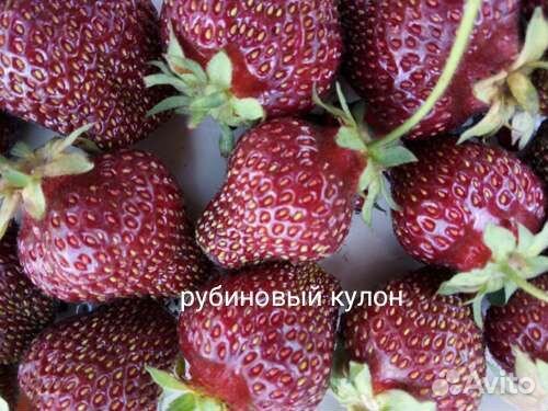 Рассада клубники