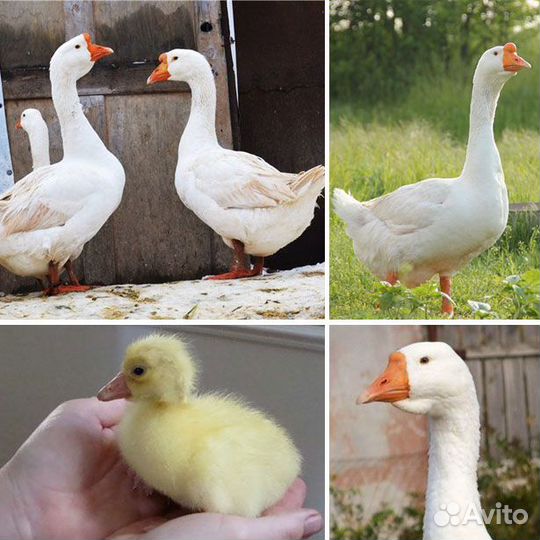 Гусята Линда, вывод 23 мая