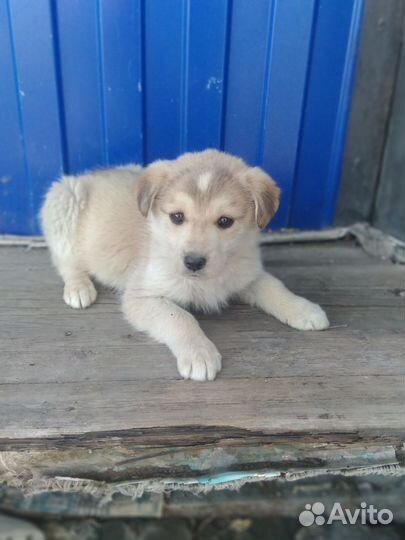 Собака в добрые руки щенок