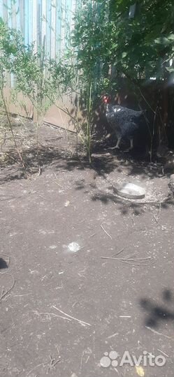 Животные и птицы