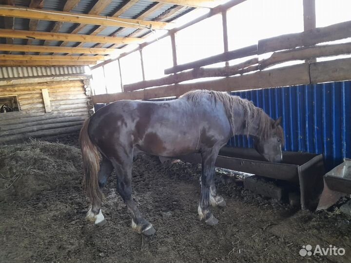 Лошади советские тяжеловозы