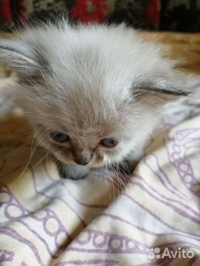 Тайские котята
