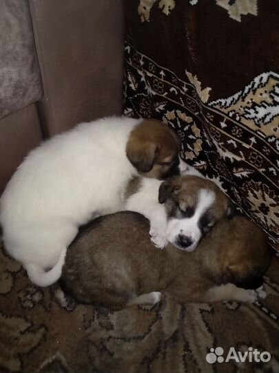 Возьмите щенков