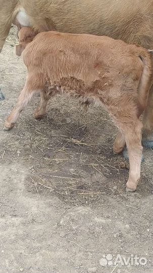 Телята бычки