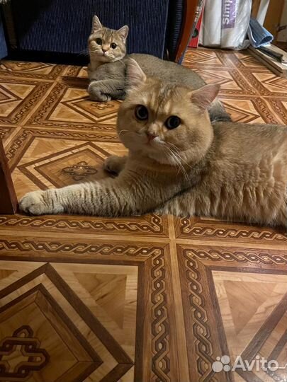 Золотая шиншилла