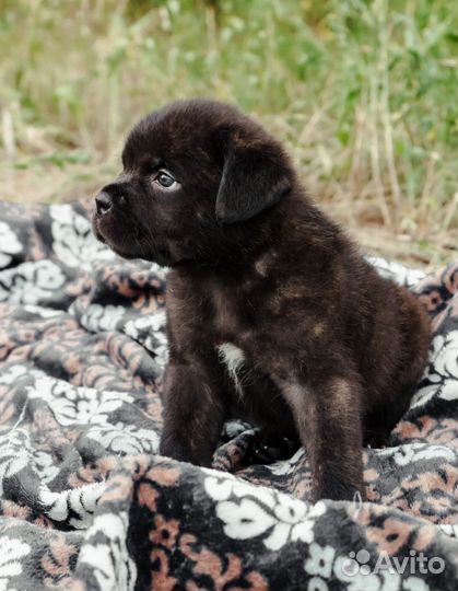 Щенок Кане Корсо мальчик