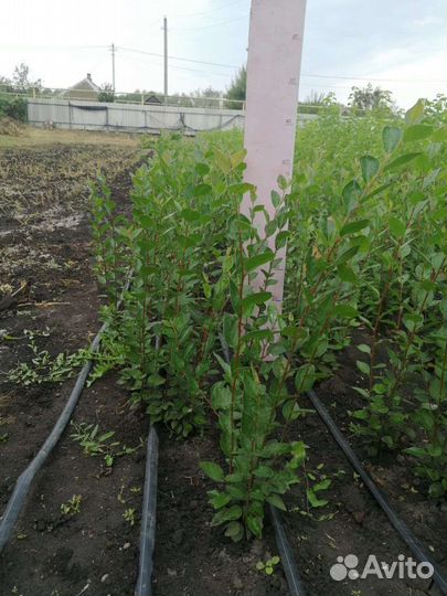 Кизильник блестящий, живая изгородь, забор