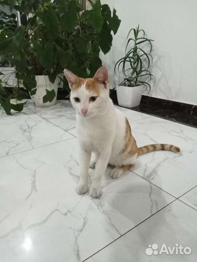 Кошка в дар бесплатно
