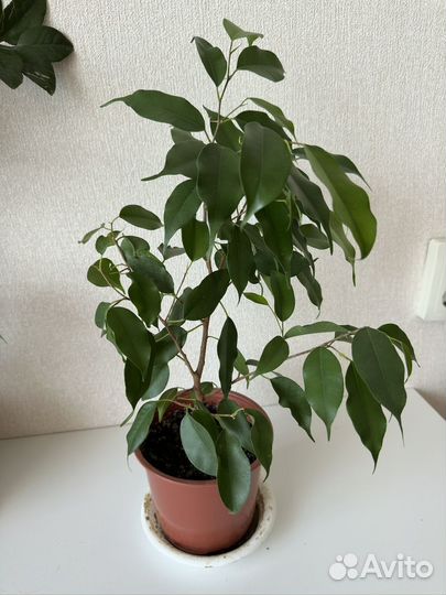 Фикус бенджамина