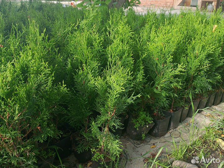 Саженцы туи