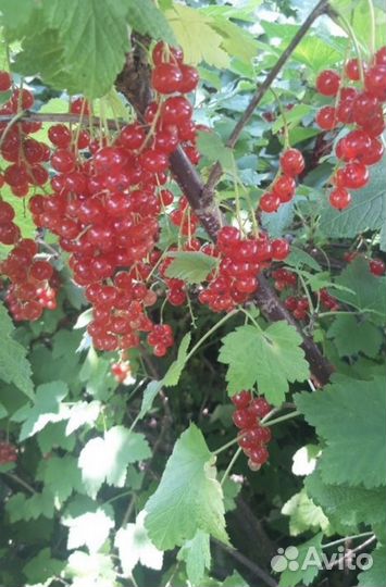 Красная смородина