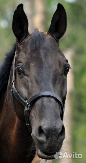 Кожаный Недоуздок