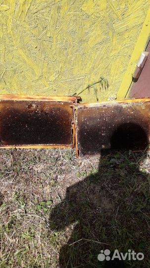 Сушь для пчел