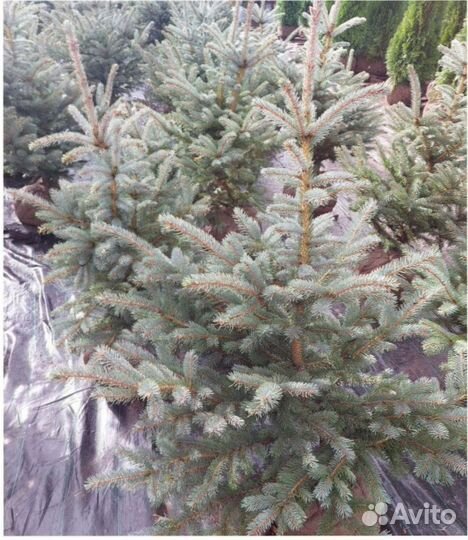 Ель голубая кедр Саженец Сосны горной туя можжевел