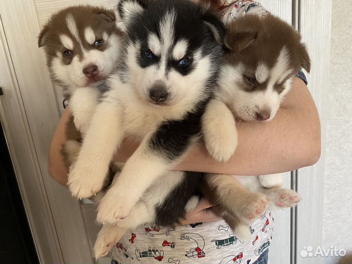 Щенки сибирской хаски