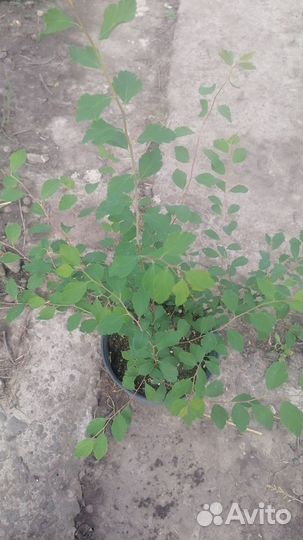 Спирея Вангутта