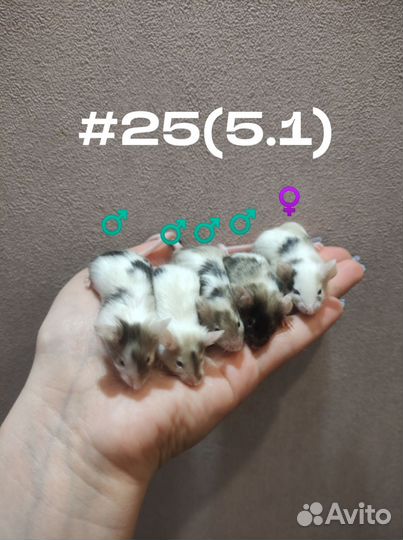 Мышь, мышь декоративная, мыши, мышь домашняя